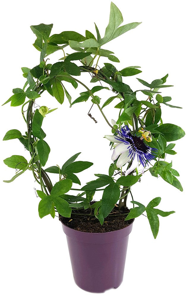 Passiflora "Damsels Delight" - große Passionsblume