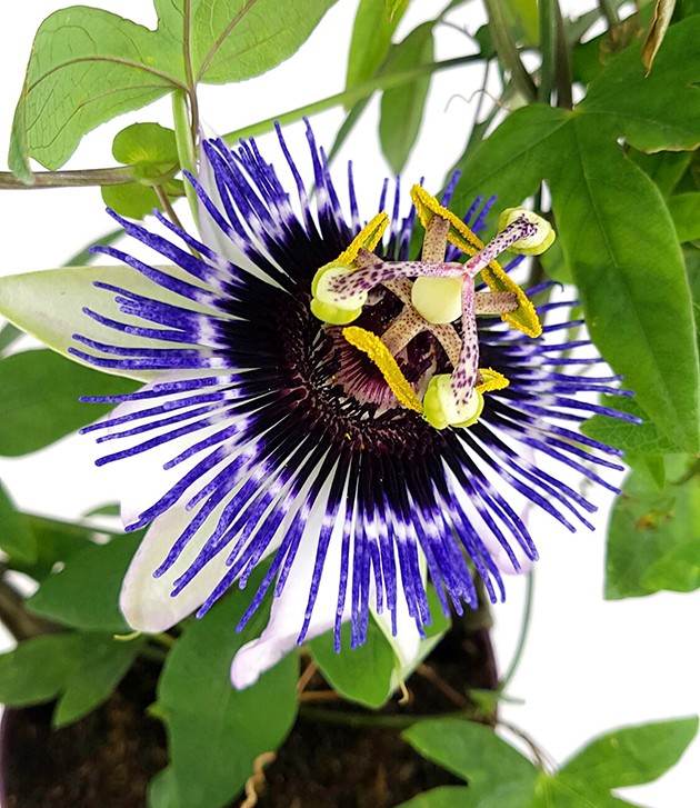 Passiflora "Damsels Delight" - große Passionsblume