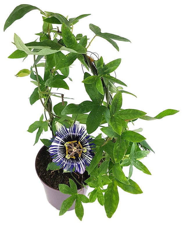 Passiflora "Damsels Delight" - große Passionsblume