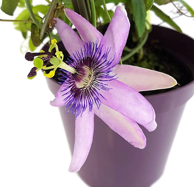 Passiflora "Lavender Lady" - violette Passionsblume