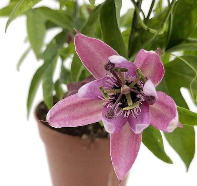 Passiflora "Victoria" - rosa Passionsblume
