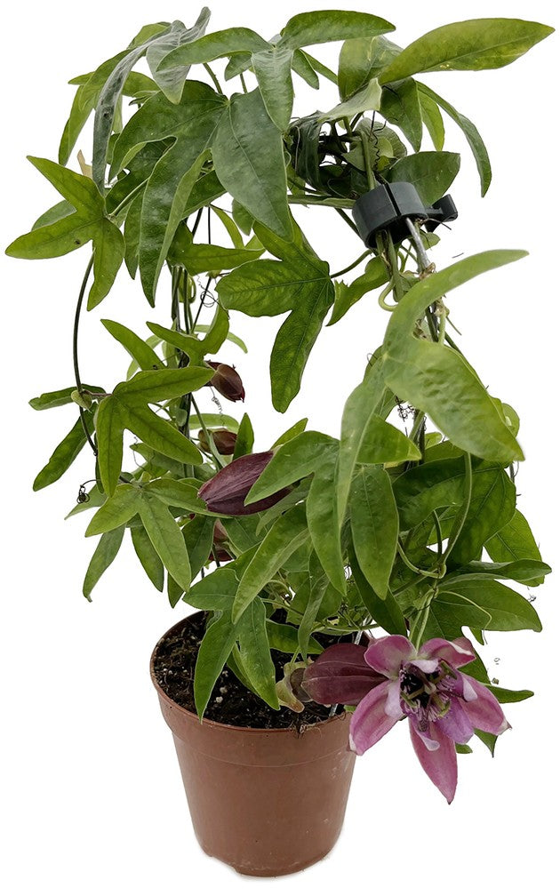 Passiflora "Victoria" - rosa Passionsblume