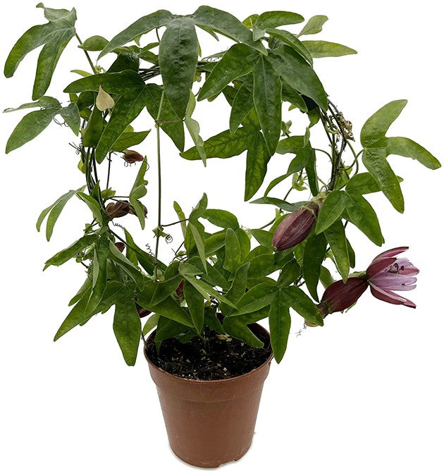 Passiflora "Victoria" - rosa Passionsblume