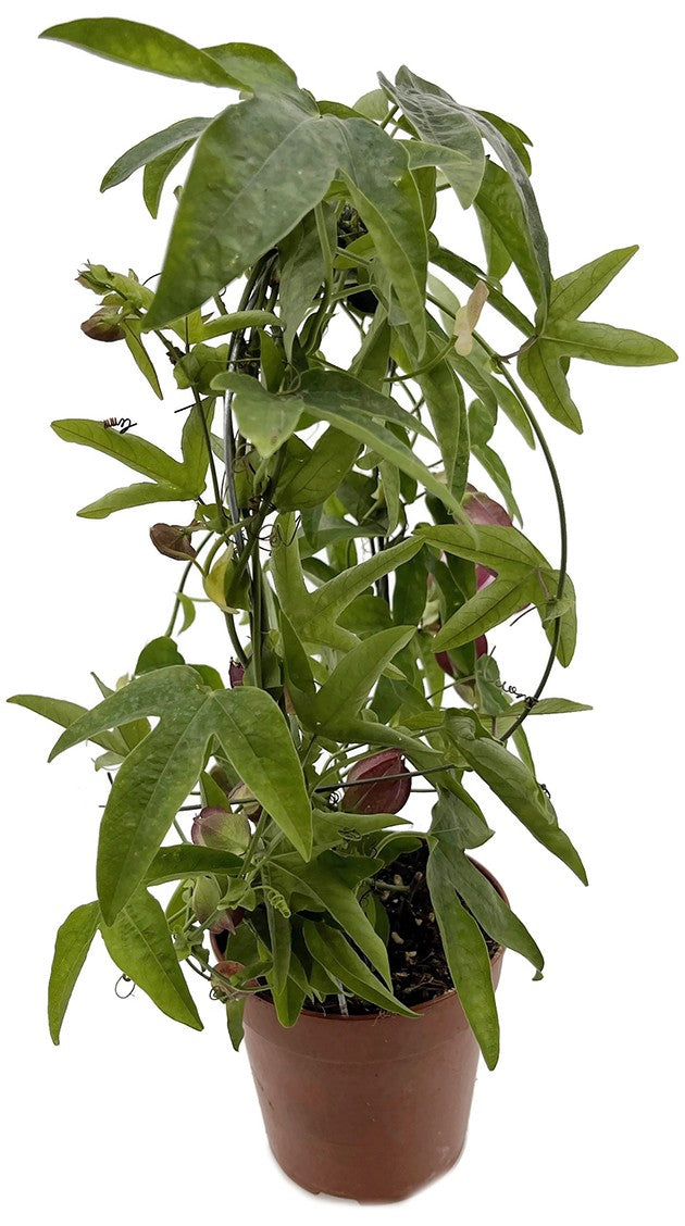 Passiflora "Victoria" - rosa Passionsblume