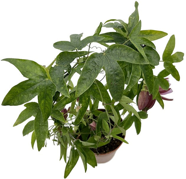 Passiflora "Victoria" - rosa Passionsblume