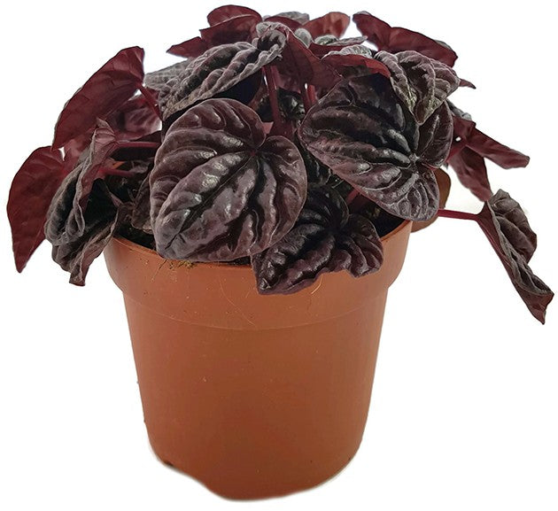 Peperomia caperata "Schumi Red" - tropisches Pfeffergewächs