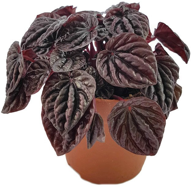 Peperomia caperata "Schumi Red" - tropisches Pfeffergewächs