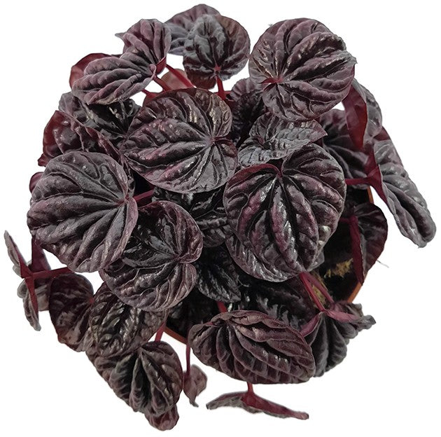 Peperomia caperata "Schumi Red" - tropisches Pfeffergewächs