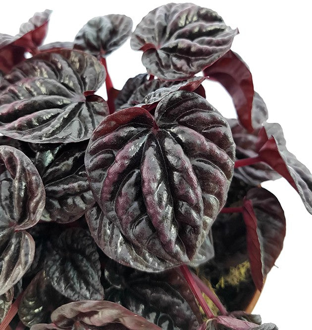 Peperomia caperata "Schumi Red" - tropisches Pfeffergewächs