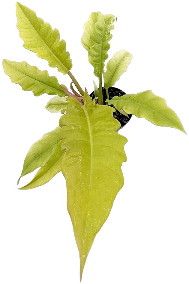 Philodendron "Golden Saw" - neon Baumfreund