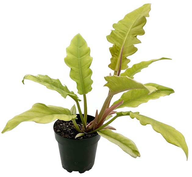 Philodendron "Golden Saw" - neon Baumfreund