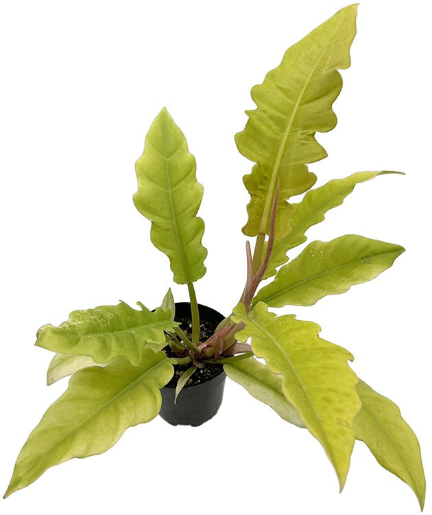 Philodendron "Golden Saw" - neon Baumfreund