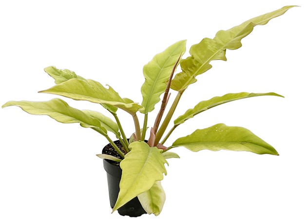 Philodendron "Golden Saw" - neon Baumfreund