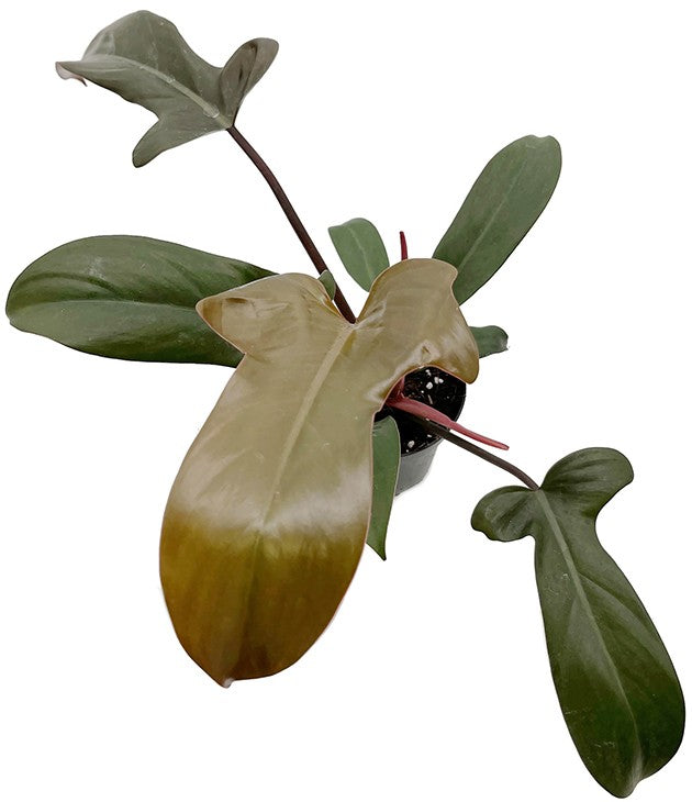 Philodendron Florida "bronze" - besonderer Baumfreund