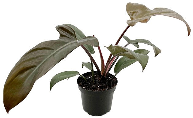 Philodendron Florida "bronze" - besonderer Baumfreund