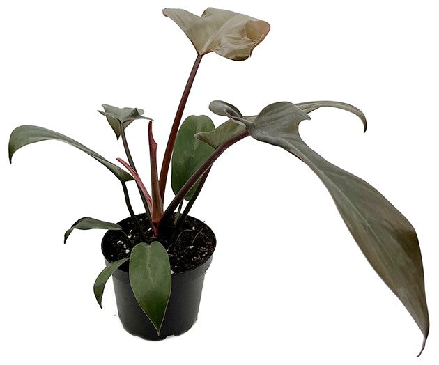 Philodendron Florida "bronze" - besonderer Baumfreund