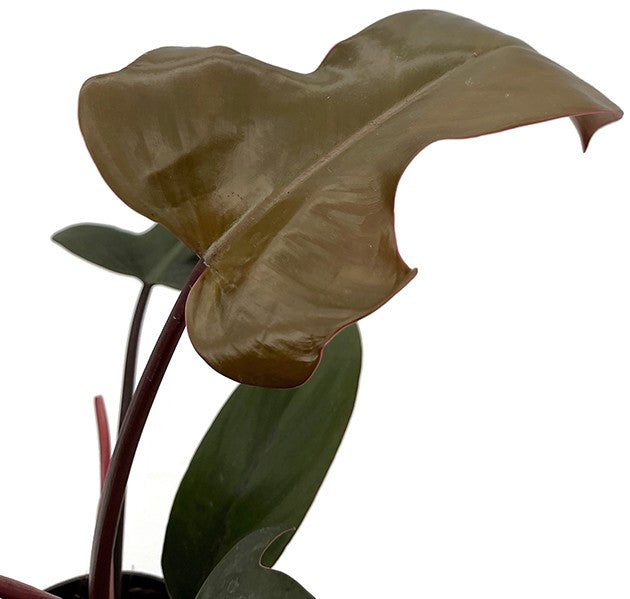 Philodendron Florida "bronze" - besonderer Baumfreund