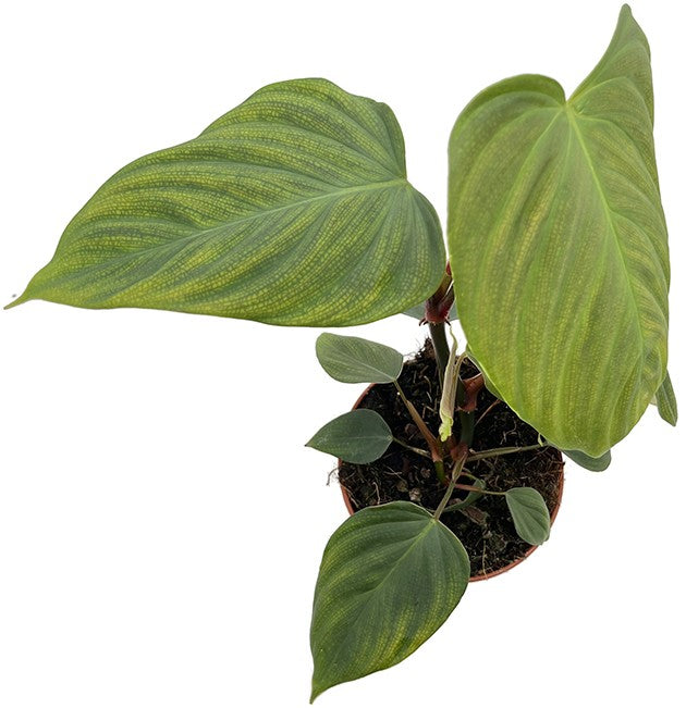 Philodendron spec. "Fuzzy petiole" (Squamicaule) - seltener Baumfreund