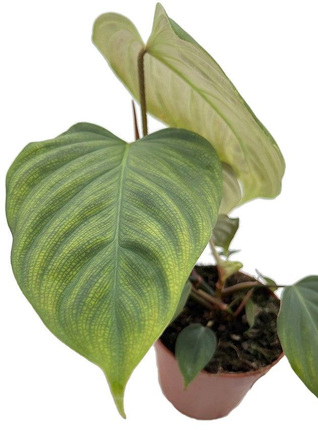 Philodendron spec. "Fuzzy petiole" (Squamicaule) - seltener Baumfreund