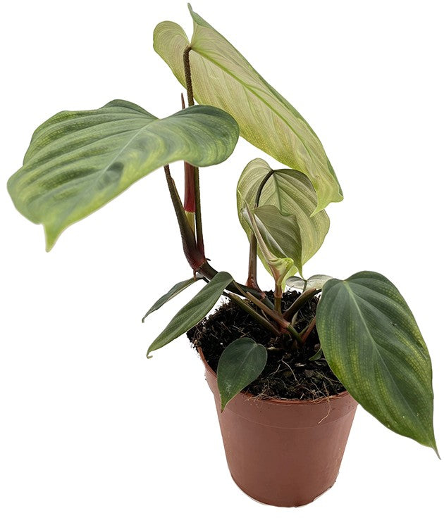 Philodendron spec. "Fuzzy petiole" (Squamicaule) - seltener Baumfreund