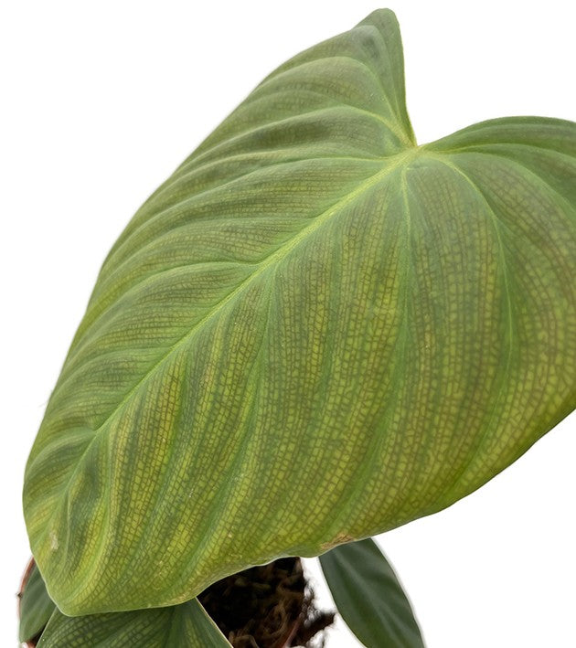 Philodendron spec. "Fuzzy petiole" (Squamicaule) - seltener Baumfreund