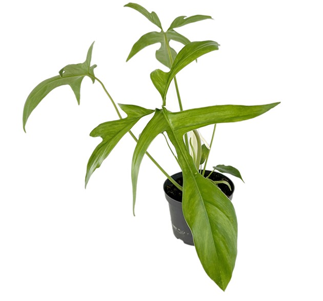 Philodendron "Glad Hands" - anmutiger Baumfreund