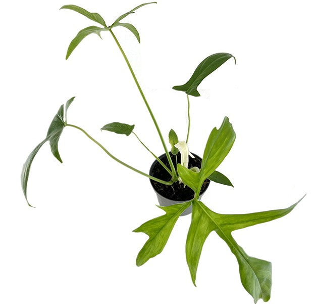 Philodendron "Glad Hands" - anmutiger Baumfreund