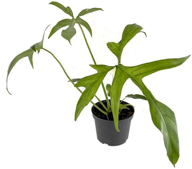 Philodendron "Glad Hands" - anmutiger Baumfreund