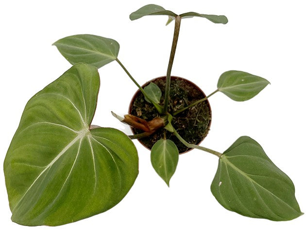Philodendron gloriosum - glorreicher Baumfreund