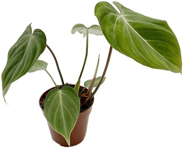 Philodendron gloriosum - glorreicher Baumfreund