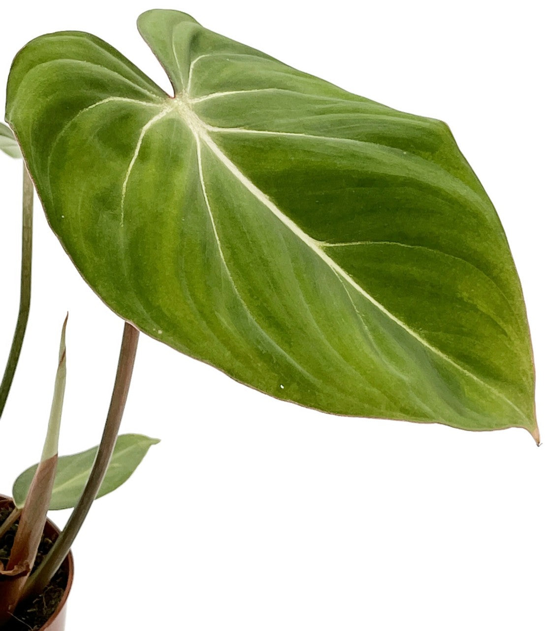 Philodendron gloriosum - glorreicher Baumfreund