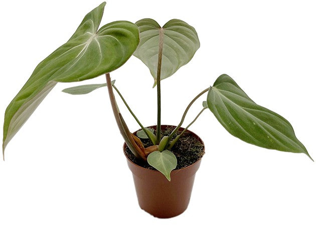 Philodendron gloriosum - glorreicher Baumfreund
