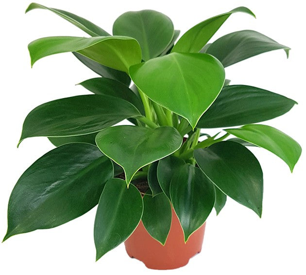 Philodendron "Green Princess" - grüner Baumfreund