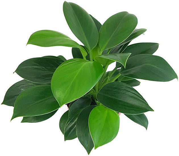 Philodendron "Green Princess" - grüner Baumfreund