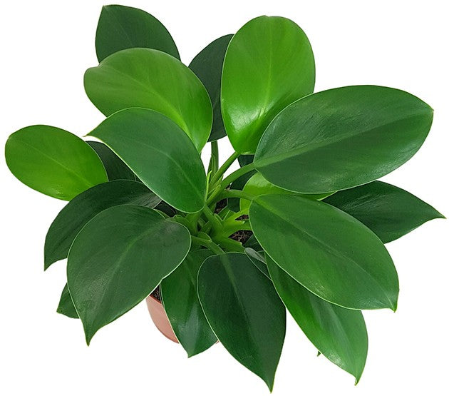 Philodendron "Green Princess" - grüner Baumfreund