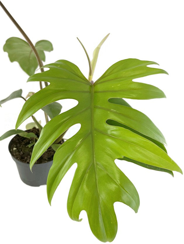 Philodendron "Mayoi" - traumhafter Baumfreund