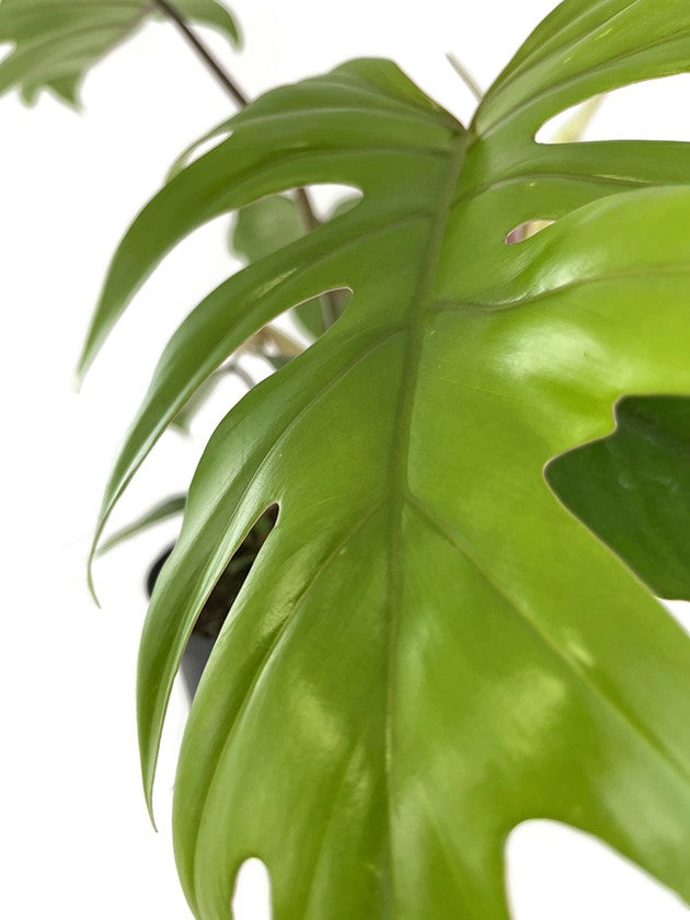 Philodendron "Mayoi" - traumhafter Baumfreund