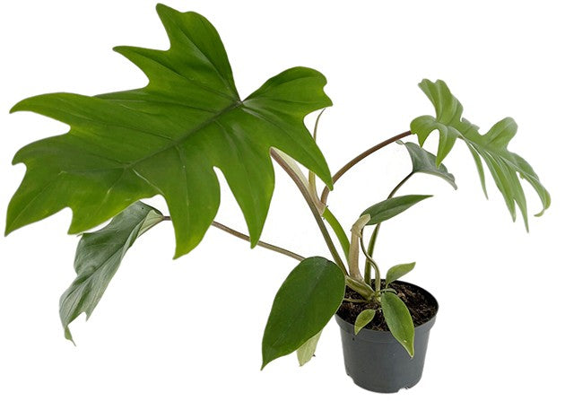 Philodendron "Mayoi" - traumhafter Baumfreund