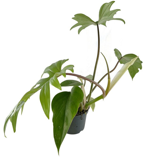 Philodendron "Mayoi" - traumhafter Baumfreund