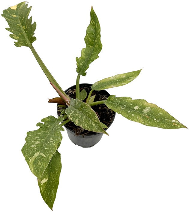 Philodendron narrow "Ring of Fire" - bunter Baumfreund