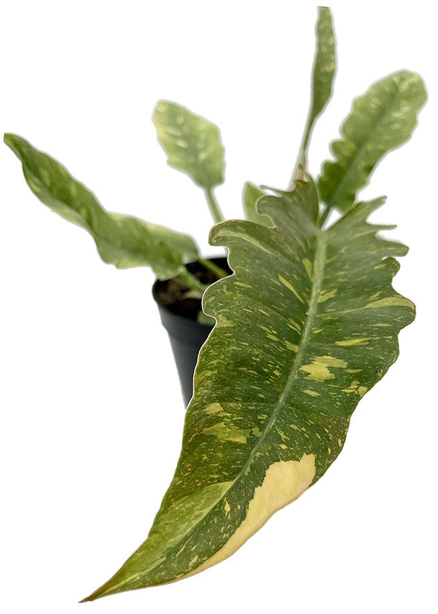 Philodendron narrow "Ring of Fire" - bunter Baumfreund