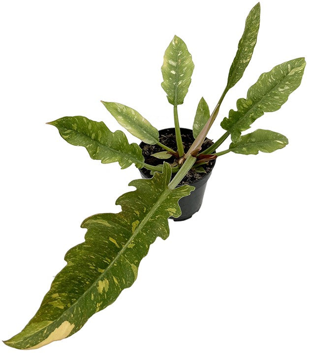 Philodendron narrow "Ring of Fire" - bunter Baumfreund
