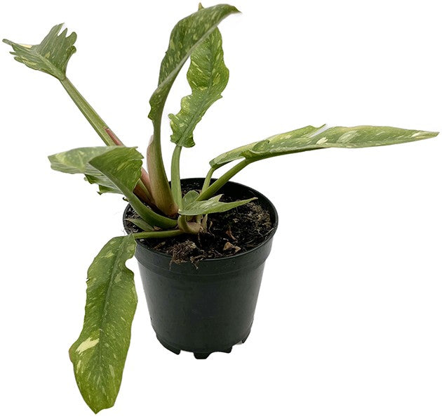 Philodendron narrow "Ring of Fire" - bunter Baumfreund