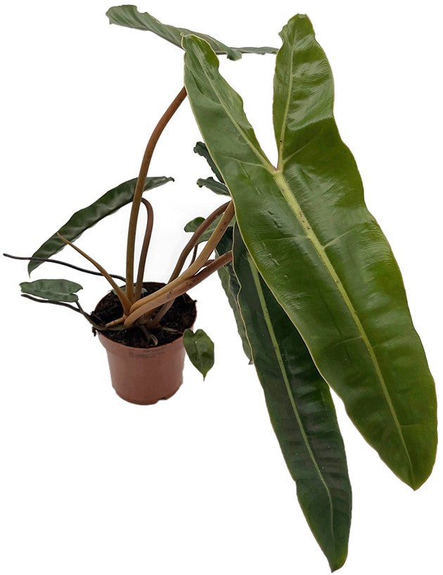 Philodendron billietiae - gigantischer Baumfreund