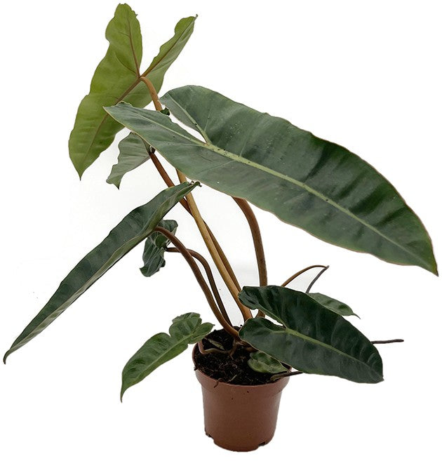 Philodendron billietiae - gigantischer Baumfreund