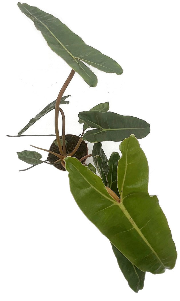 Philodendron billietiae - gigantischer Baumfreund