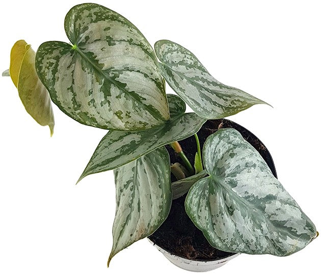 Philodendron brandtianum - Silberblatt-Baumfreund