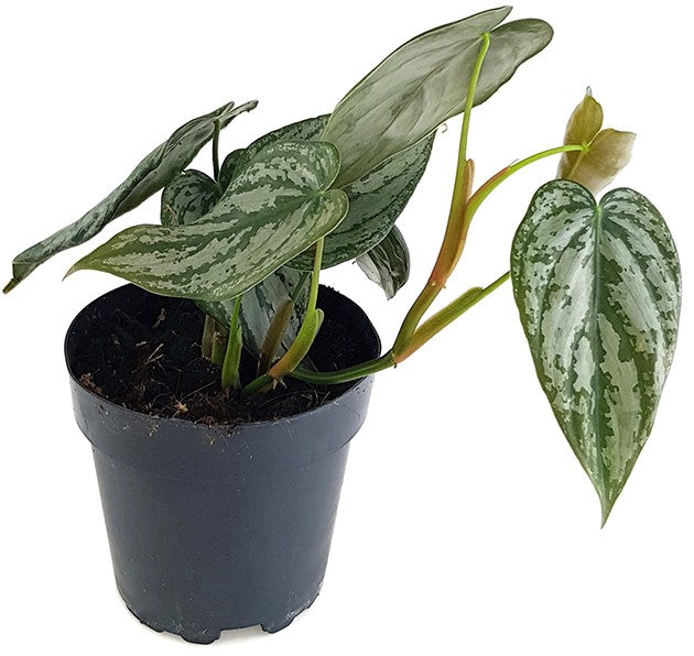 Philodendron brandtianum - Silberblatt-Baumfreund