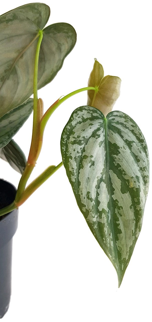 Philodendron brandtianum - Silberblatt-Baumfreund