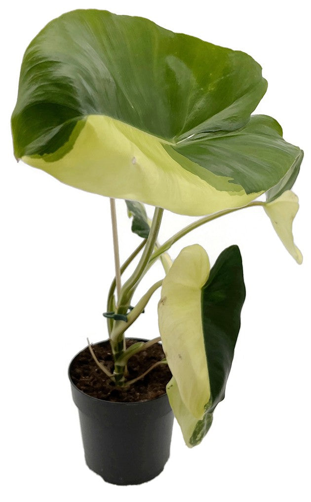Philodendron "Burle Marx" variegata - kletternder Baumfreund